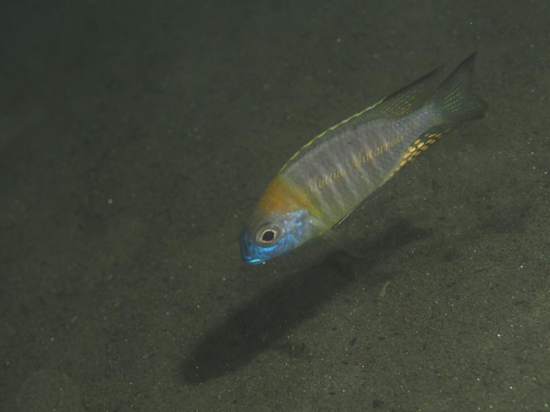 Lethrinops sp. 'nyassae' Lion's Cove